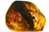 Polished Chiapas Amber With Insect Inclusion ( g) - Mexico #104284-1